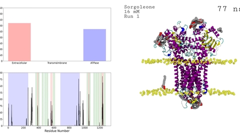 Thumbnail for 16mM concentration of sorgoleone interacting with a putative ABC transport protein.