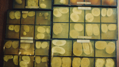 Thumbnail for 1C-9E-3B-67-lamqua-a0a0f1-b