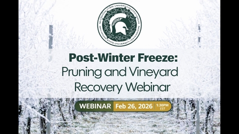 Thumbnail for Post-winter freeze: Pruning and vineyard recovery