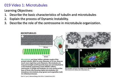 Thumbnail for 019 Video 1 Microtubules