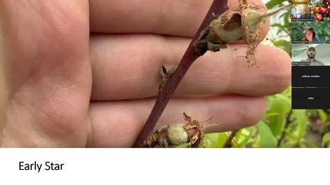 Thumbnail for South Michigan Fruit IPM Update May 5, 2026
