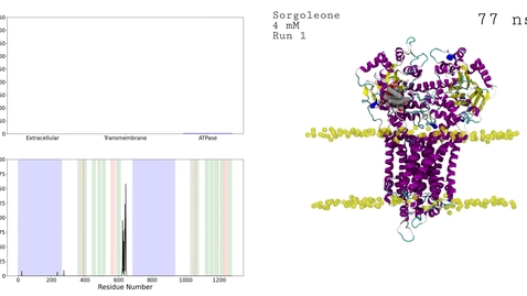 Thumbnail for 4mM concentration of sorgoleone interacting with a putative ABC transport protein.