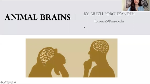 Thumbnail for Animal Brains by Arezu Forouzandeh