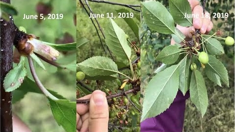 Thumbnail for Cherry Disease Update for 2020