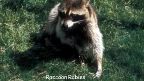 Thumbnail for VM_544_09302010_Rabies_B__Bartlett_