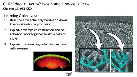 Thumbnail for 016 Video 3 Cell movement