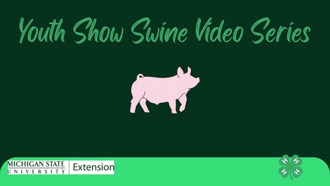 Thumbnail for When to get your Pig for Michigan 4-H Fair Pigs