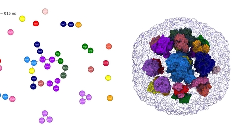 Thumbnail for Aggregation of Cargo Proteins in BMC Shell