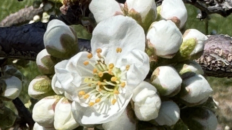 Thumbnail for Unconventional Fruit Working Group 12: Organic Educational Materials Needs Discussion