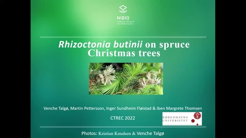 Thumbnail for 2022 CTRE: Rhizoctonia butinii on spruce Christmas trees