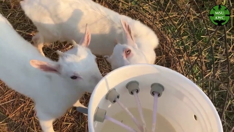 Thumbnail for Good Gallons Dairy Goat Farm Tour - MSU Animal Welfare Club