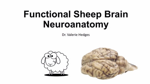 Thumbnail for Sheep brain anatomy- part 1 of 2