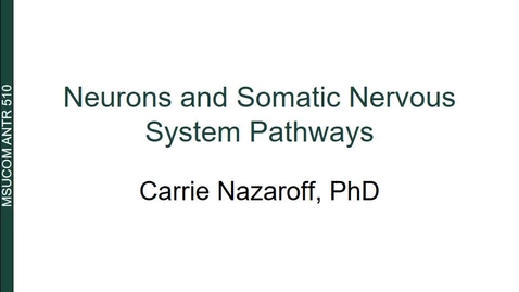 Thumbnail for ANTR510 Neurons and Somatic Nervous System Pathways