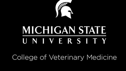 Thumbnail for VM 515-Natural Cattle Behavior