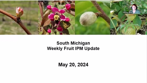 Thumbnail for SouthMichiganMSUFruitIPM05202024