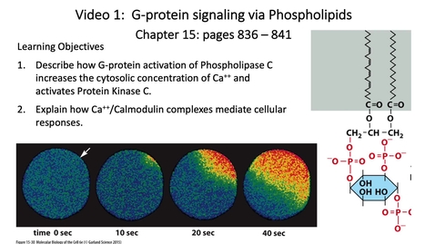 Thumbnail for 013 Video 1 G-Protein signaling via phospholipids