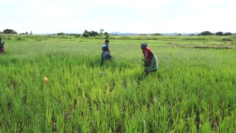 Thumbnail for FERTILIZER POLICY VALIDATION