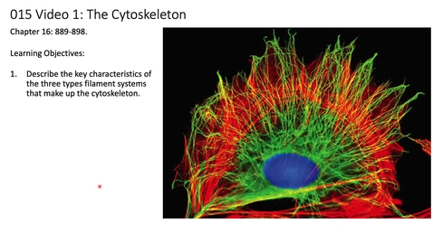 Thumbnail for 015 Video 1 The cytoskeleton