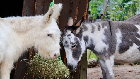 Thumbnail for house-mice-9915603_640