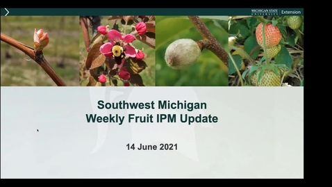 Thumbnail for MSU SW Fruit Update  June 14 2021