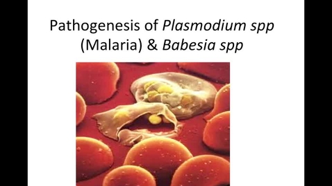 Thumbnail for Pathogenesis-of-Malaria-Babesia-Week-5-HM-881