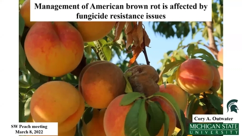 Thumbnail for Brown rot management in peaches - Cory Outwater, MSU, Michigan Spring Peach Meeting 2022