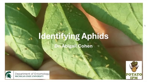 Thumbnail for Aphid webinar for potato growers