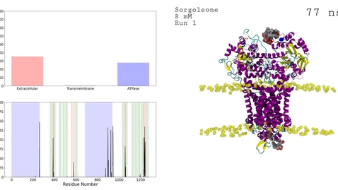 Thumbnail for 8mM concentration of sorgoleone interacting with a putative ABC transport protein.