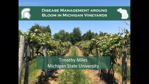 Thumbnail for Disease management around bloom in Michigan vineyards