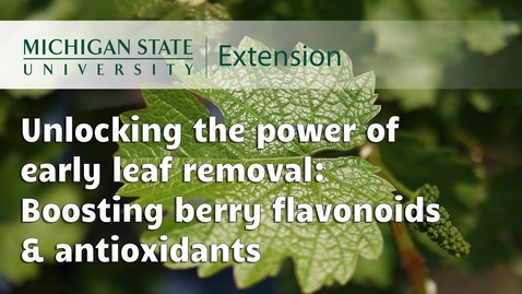 Thumbnail for Unlocking the power of early leaf removal: Boosting berry flavonoids &amp; antioxidants