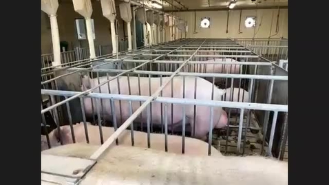 Thumbnail for MSU Swine Farm Tour