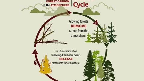 Thumbnail for Carbon Cycle: The Closed Loop of Forest Carbon in the Atmosphere