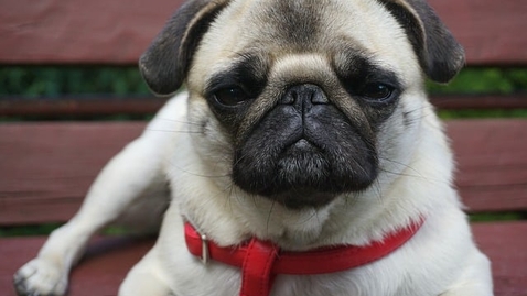 Thumbnail for dog-9918714_640