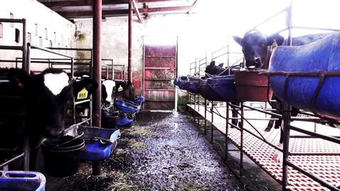 Thumbnail for Kirk: Waste to energy and fertilizer in Costa Rica