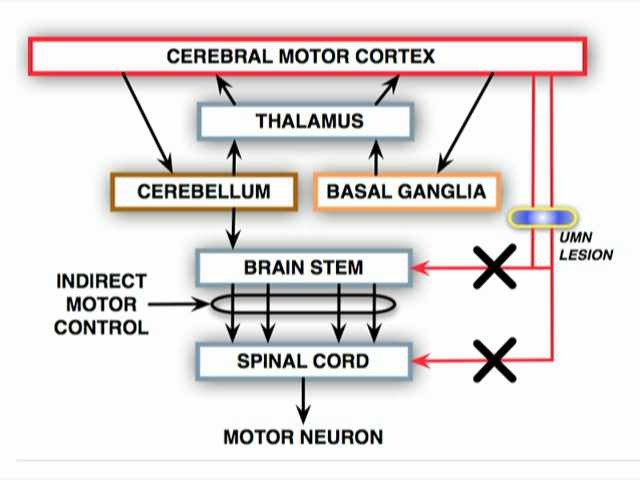 Neurologic Examination Videos And Descriptions Motor Anatomy