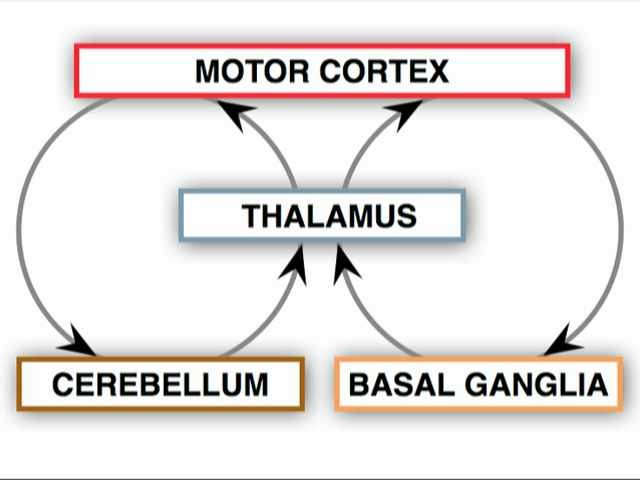 Neurologic Examination Videos And Descriptions Motor Anatomy