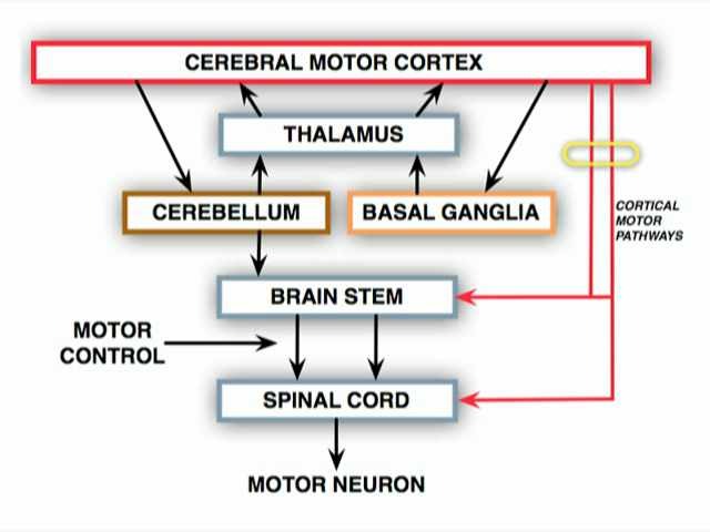 Neurologic Examination Videos And Descriptions Motor Anatomy