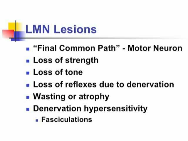 Neurologic Examination Videos And Descriptions Motor Anatomy