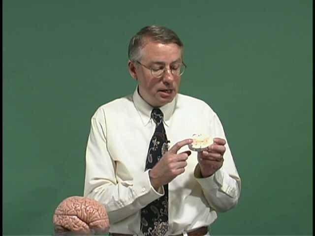 Neurologic Examination Videos And Descriptions Motor Anatomy
