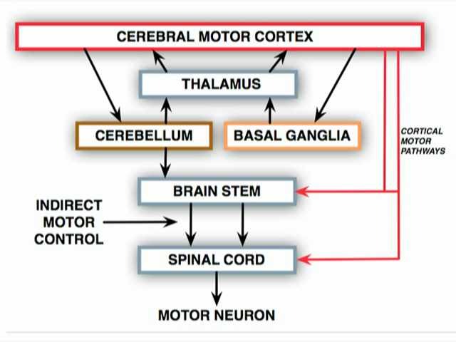 Neurologic Examination Videos And Descriptions Motor Anatomy