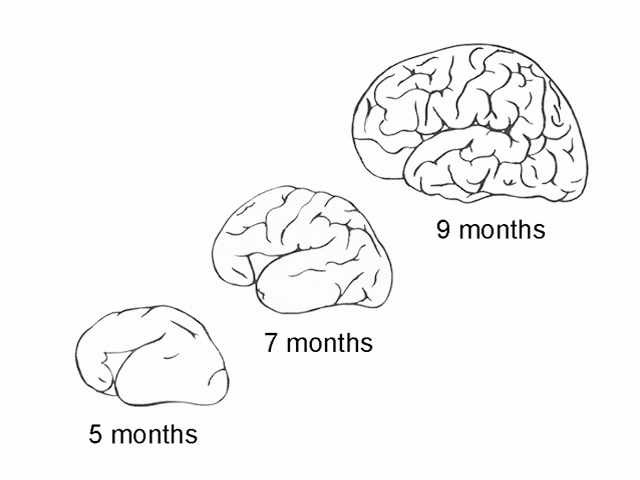 Neurologic Exam-Pediatric | Developmental Anatomy | Major Events in ...