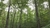 Finite Carbon and sustainable forest management