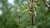 Pigeon Peas