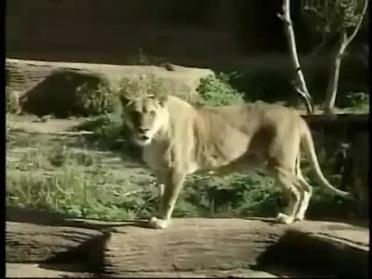 Video Asset African Lion Scishorts In Spanish Intermediate Knowitall Org
