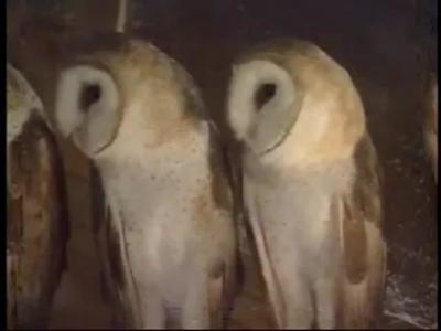 Barn Owl Scishorts In French Beginner Knowitall Org