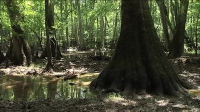Roots In The River Part 2 Carolina Stories Knowitall Org