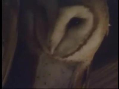 Barn Owl Scishorts In Spanish Beginner Knowitall Org