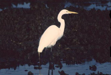 Video Asset | Great Egret | The Salt Marsh | Knowitall.org