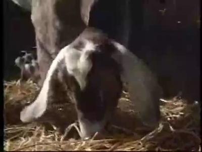 Nubian Goat Scishorts In German Beginner Knowitallorg