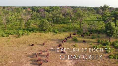 Thumbnail for Bison at Cedar Creek (2018)